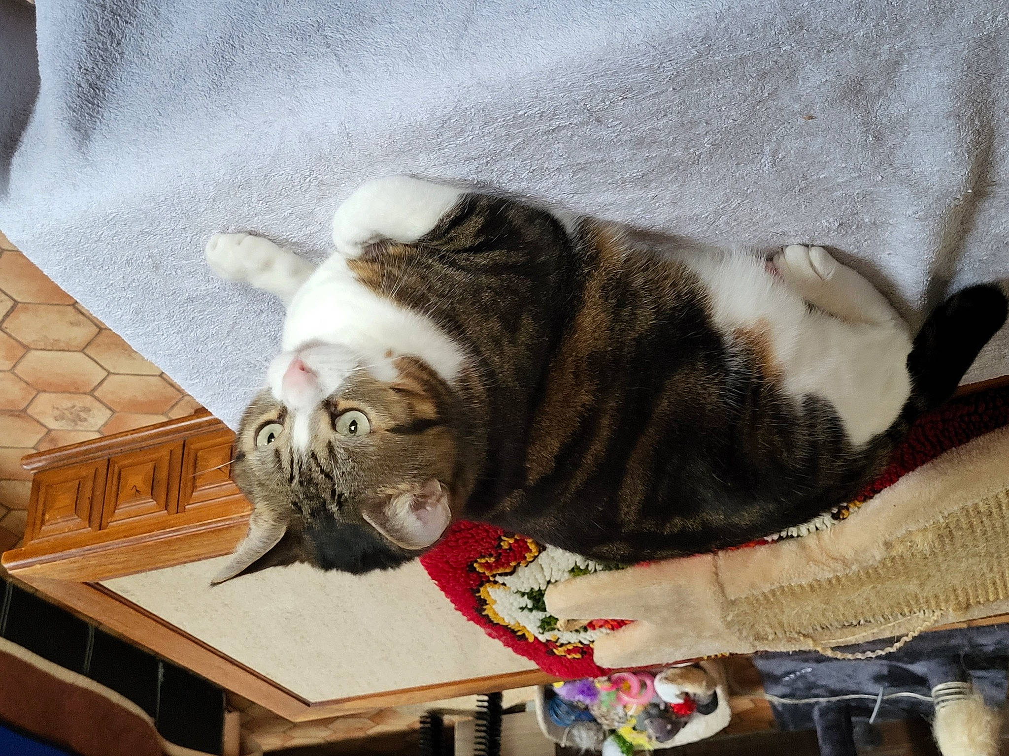 Lilly participe au concours pour gagner de l'argent avec cette photo : carnivore, cat, claw, collar, comfort, companion_dog, domestic_short_haired_cat, fawn, felidae, fur, hardwood, nap, paw, pet_supply, small_to_medium_sized_cats, snout, tail, whiskers, wood