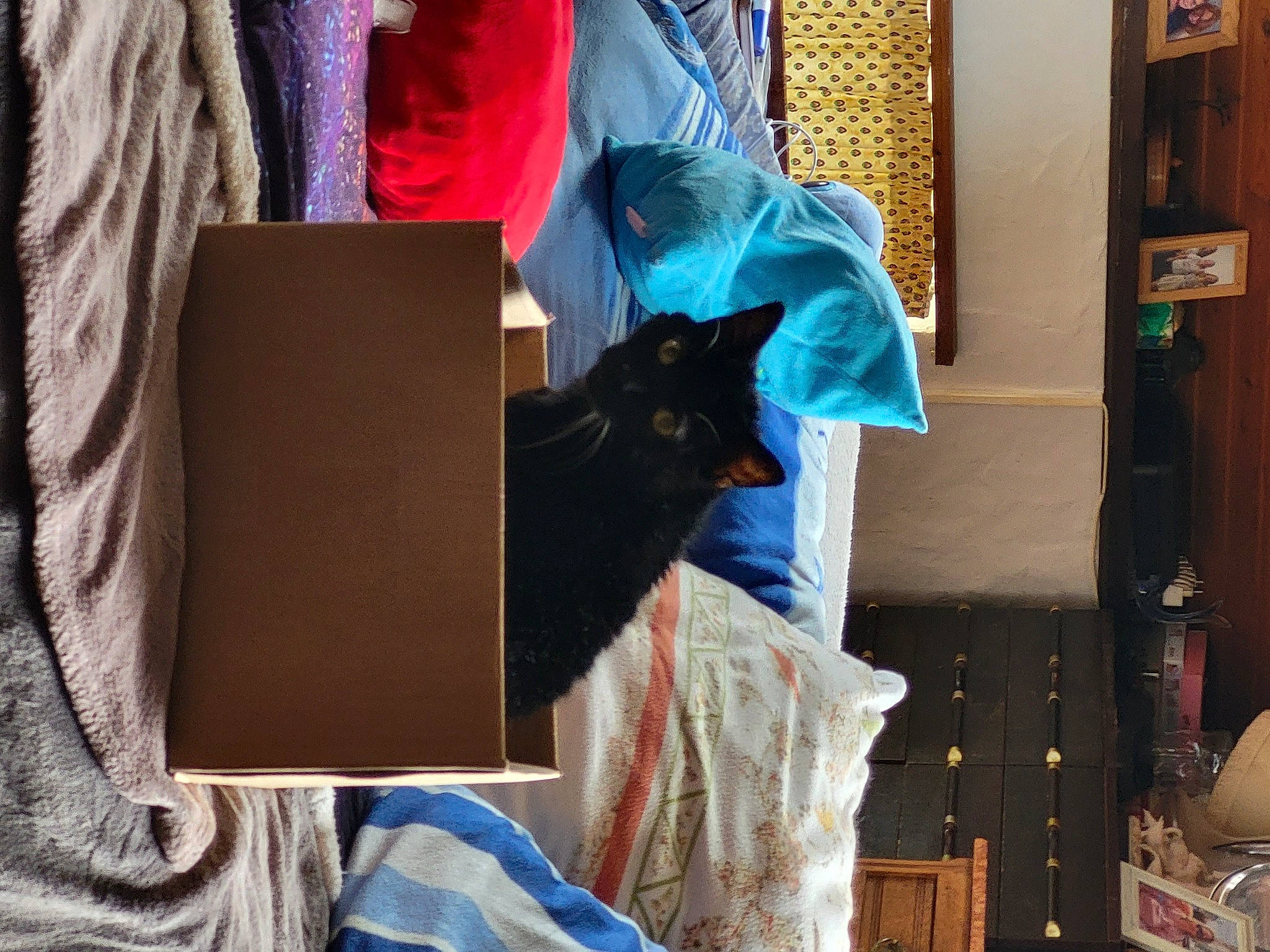 Bandit a rejoint le concours — aidez-le/la à gagner de superbes lots ! bag, carnivore, cat, comfort, denim, domestic_short_haired_cat, electric_blue, fashion_accessory, felidae, fur, linens, magenta, room, sleeve, small_to_medium_sized_cats, t_shirt, textile, thread, whiskers, wood