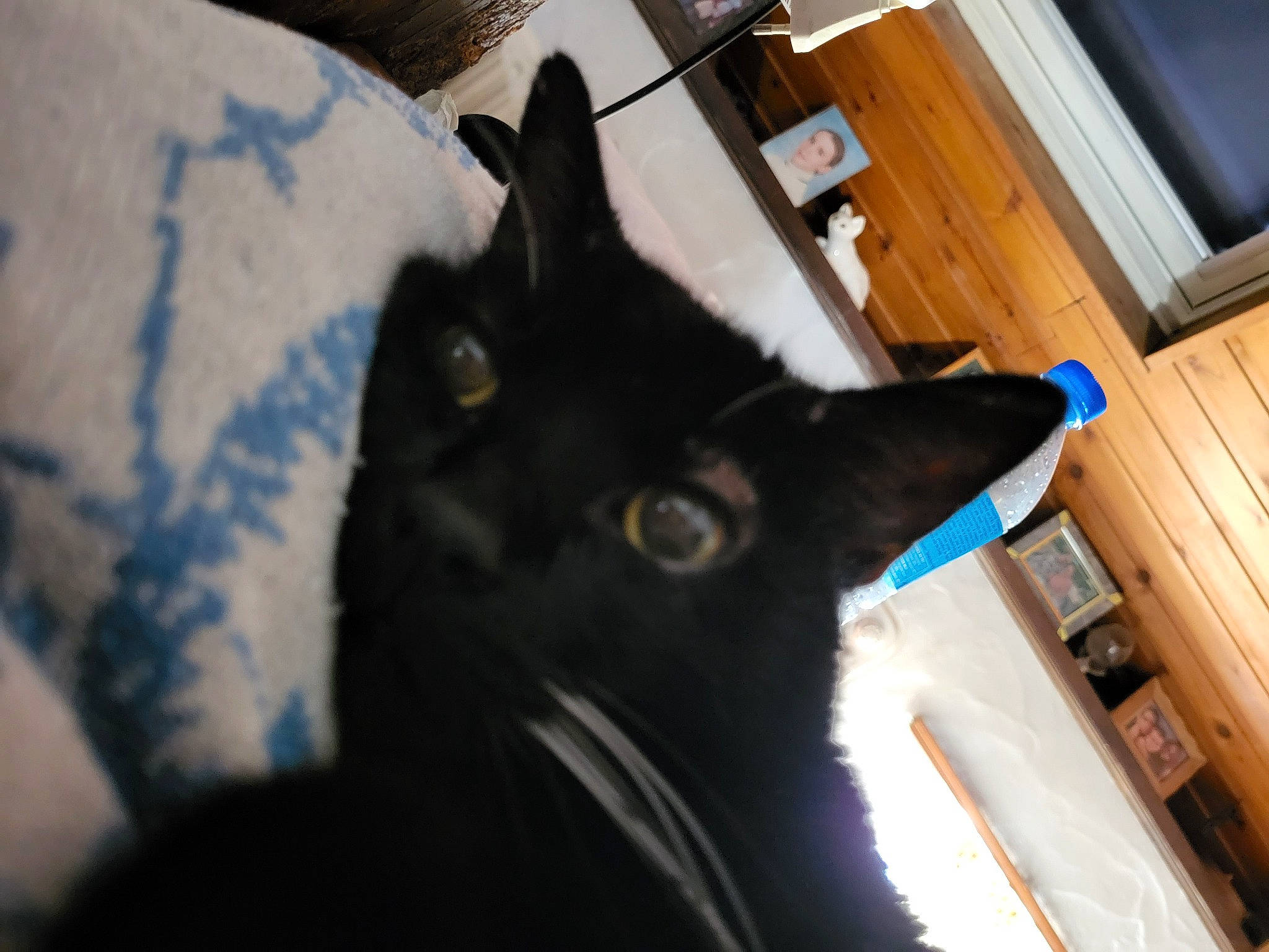 Bandit participe au concours pour gagner de l'argent avec cette photo : black_cat, bombay, cabinetry, carnivore, cat, comfort, domestic_short_haired_cat, ear, felidae, flooring, fur, hardwood, mammal, room, small_to_medium_sized_cats, snout, tail, vertebrate, whiskers, wood