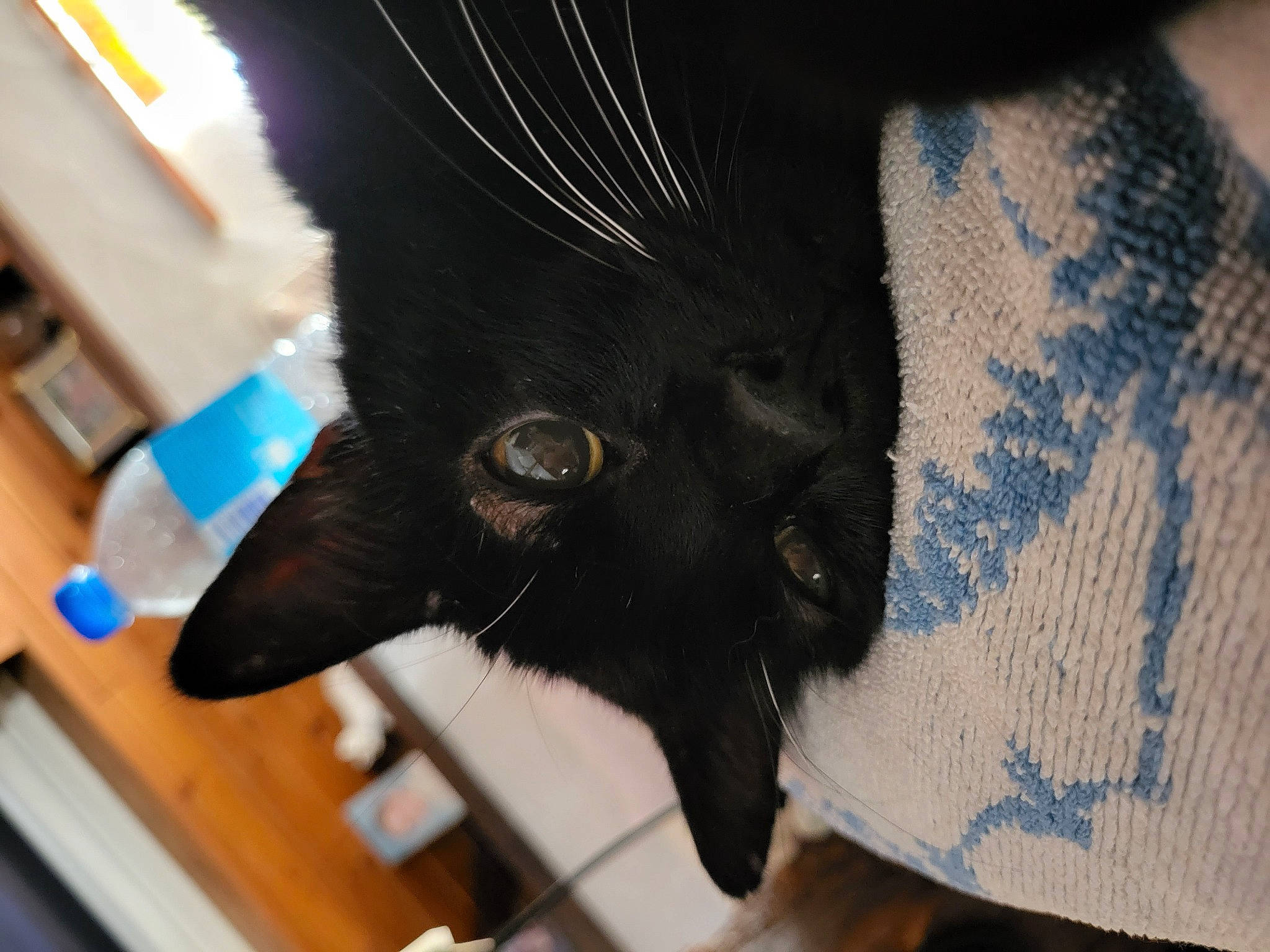 Bandit participe au concours pour gagner de l'argent avec cette photo : black_cat, carnivore, cat, claw, comfort, domestic_short_haired_cat, ear, electric_blue, felidae, fur, gesture, small_to_medium_sized_cats, snout, whiskers