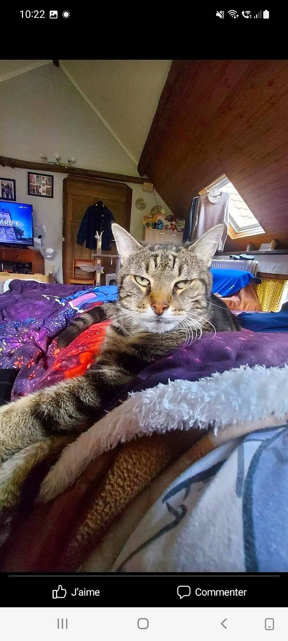 Kodha a rejoint le concours — aidez-le/la à gagner de superbes lots ! bag, bed, bed_sheet, bedding, bedroom, blanket, blue, carnivore, cat, comfort, domestic_short_haired_cat, felidae, fur, linens, mammal, nap, picture_frame, room, small_to_medium_sized_cats, whiskers