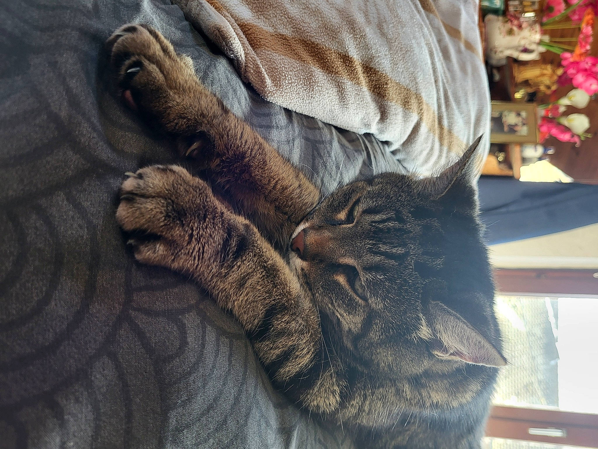 Kodha a rejoint le concours — aidez-le/la à gagner de superbes lots ! claw, comfort, denim, domestic_short_haired_cat, fawn, felidae, flesh, fur, gesture, grey, human_leg, nail, pattern, small_to_medium_sized_cats, thread, whiskers, wood, wool, wrinkle, wrist