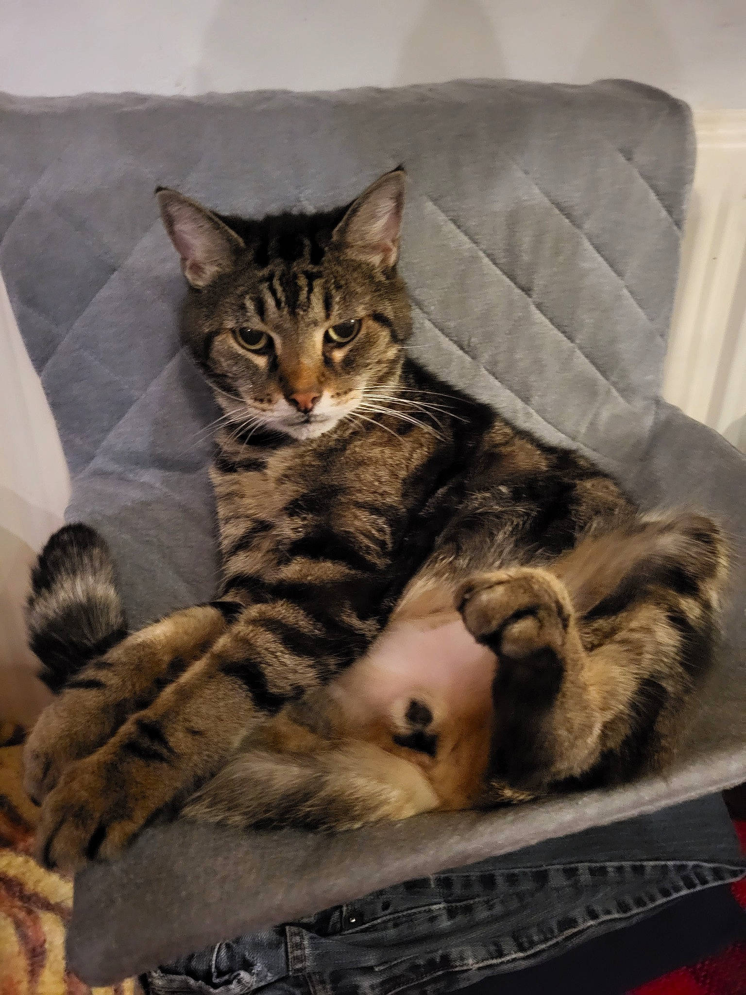 Kodha a rejoint le concours — aidez-le/la à gagner de superbes lots ! carnivore, cat, claw, comfort, couch, domestic_short_haired_cat, felidae, fur, grey, nap, paw, sitting, sleep, small_to_medium_sized_cats, snout, tail, terrestrial_animal, whiskers