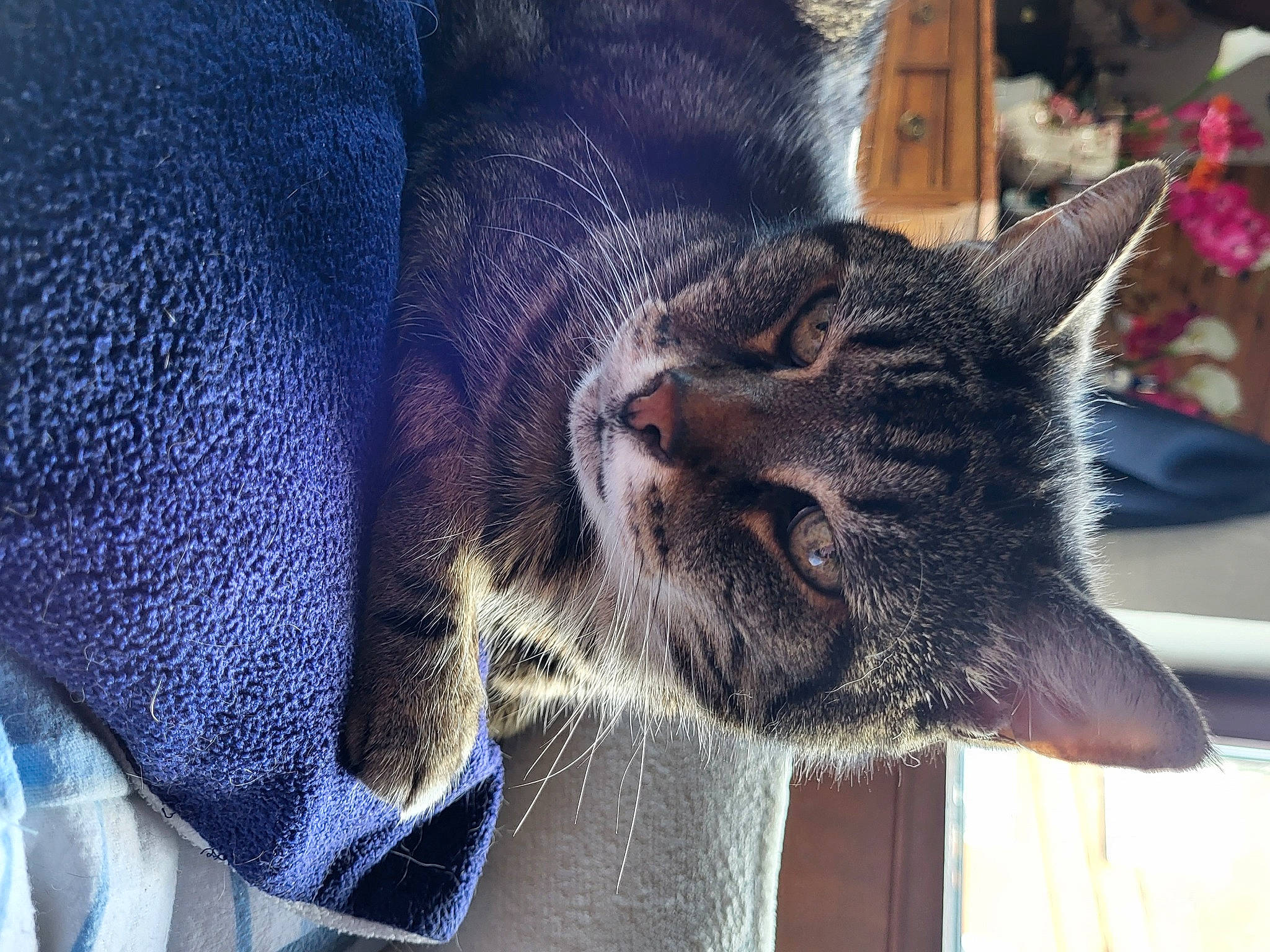 Kodha a rejoint le concours — aidez-le/la à gagner de superbes lots ! black_cat, carnivore, cat, chartreux, claw, comfort, domestic_short_haired_cat, electric_blue, felidae, fur, nap, paw, plant, sleep, small_to_medium_sized_cats, snout, tail, terrestrial_animal, whiskers