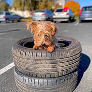 Pakkun participe au concours pour gagner de l'argent avec cette photo : alloywheel, animal, architecture, building, canine, car, carwheel, city, dog, machine, outdoors, pet, puppy, road, spoke, terrier, tire, transportation, vehicle, wheel