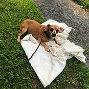 Paco joined the competition — help win amazing prizes! dog, brown_dog, leash, grass, white_cloth, pavement, outdoor, pet, canine, animal, resting, small_dog, curious, nature, daylight, path, greenery, fur, ears, collar