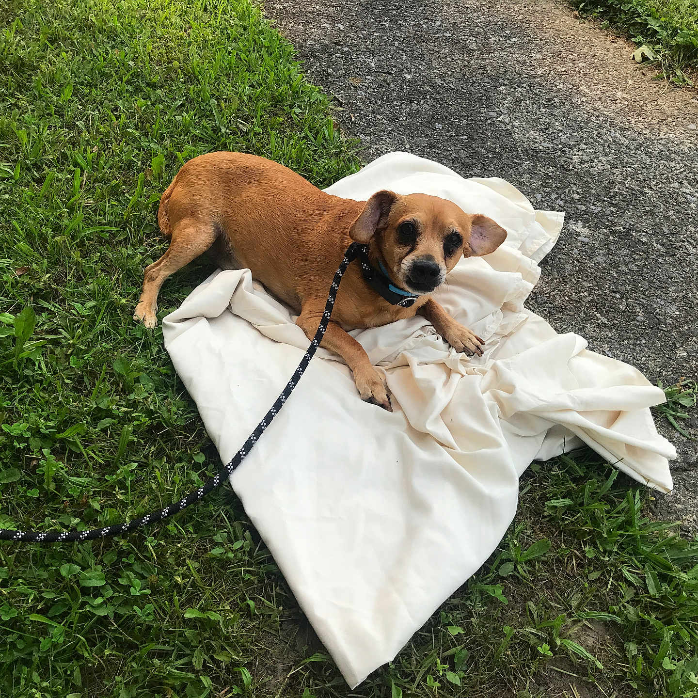 Paco