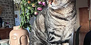 Séville a rejoint le concours — aidez-le/la à gagner de superbes lots ! cat, tabby_cat, animal, pet, feline, indoor, table, wooden_table, vase, flowers, bouquet, decor, brick_wall, green_eyes, sitting, fur, whiskers, ears, closeup, cozy