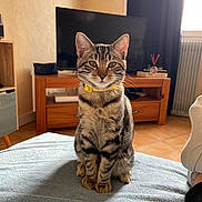 Séville a rejoint le concours — aidez-le/la à gagner de superbes lots ! cat, tabby_cat, yellow_collar, pet, indoor, blanket, furniture, television, wooden_table, floor, window, curtain, radiator, paws, sitting, looking_at_camera, home, cozy, domestic_animal, cute