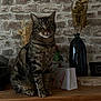 Séville a rejoint le concours — aidez-le/la à gagner de superbes lots ! cat, tabby, wooden_surface, brick_wall, vase, decor, plant, gift_bag, indoor, feline, pet, sitting, striped, fur, whiskers, ears, eyes, home, cozy, still_life