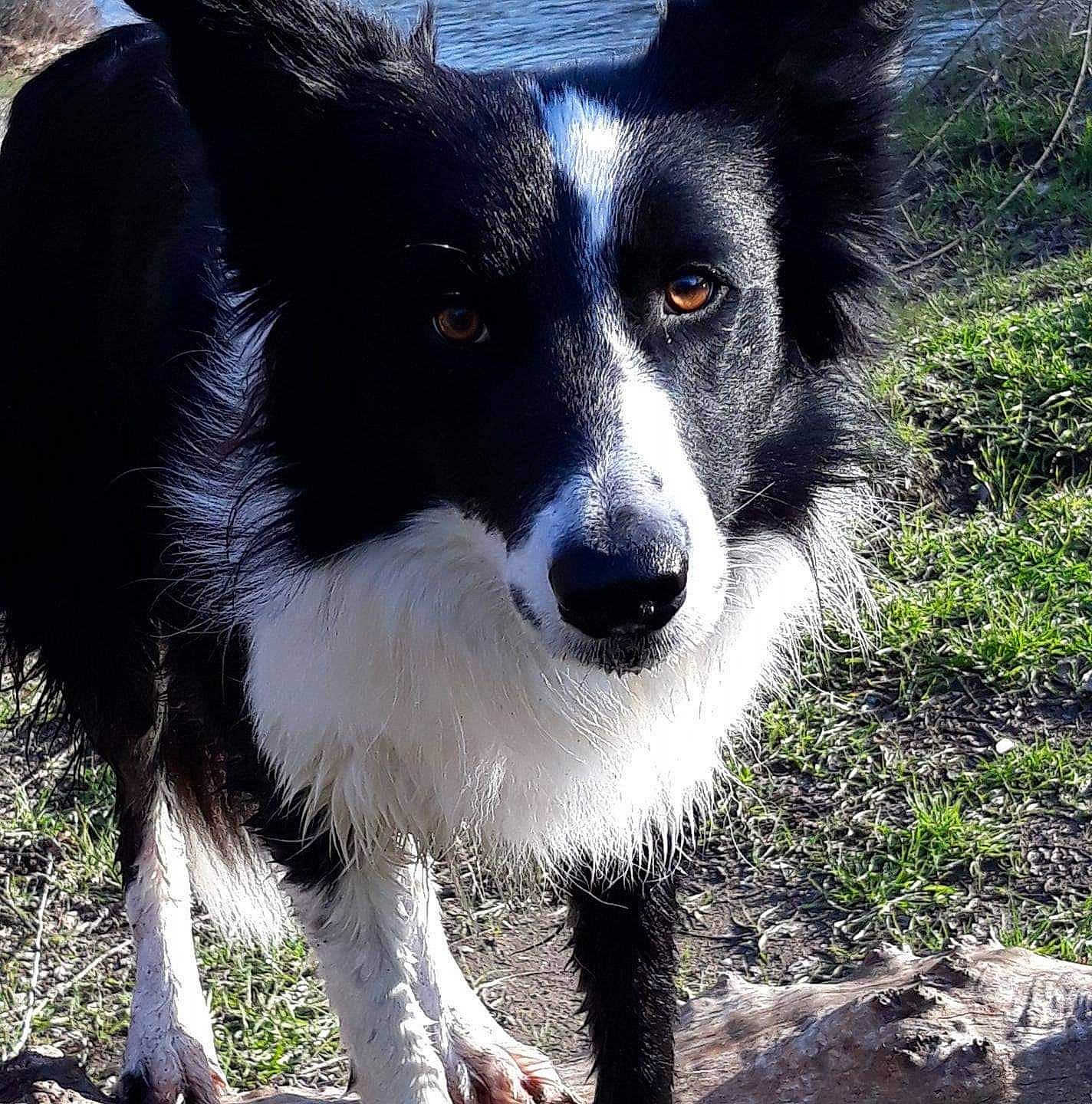 Jim participe au concours pour gagner de l'argent avec cette photo : australian_collie, border_collie, canidae, carnivore, companion_dog, dog, dog_breed, fur, grass, herding_dog, plant, snout, sporting_group, whiskers, working_animal, working_dog