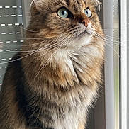 Jade participe au concours pour gagner de l'argent avec cette photo : cat, fluffy, blue_eyes, window, indoor, feline, whiskers, sitting, curious, domestic_cat, pet, mammal, fur, closeup, portrait, animal, tabby, soft_light, looking_out, paws