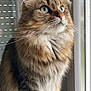 cat, fluffy, blue_eyes, window, indoor, feline, whiskers, sitting, curious, domestic_cat, pet, mammal, fur, closeup, portrait, animal, tabby, soft_light, looking_out, paws