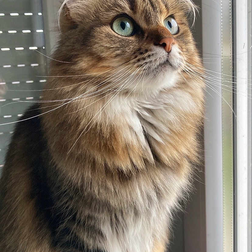 Jade participe au concours pour gagner de l'argent avec cette photo : animal, blue_eyes, cat, closeup, curious, domestic_cat, feline, fluffy, fur, indoor, looking_out, mammal, paws, pet, portrait, sitting, soft_light, tabby, whiskers, window