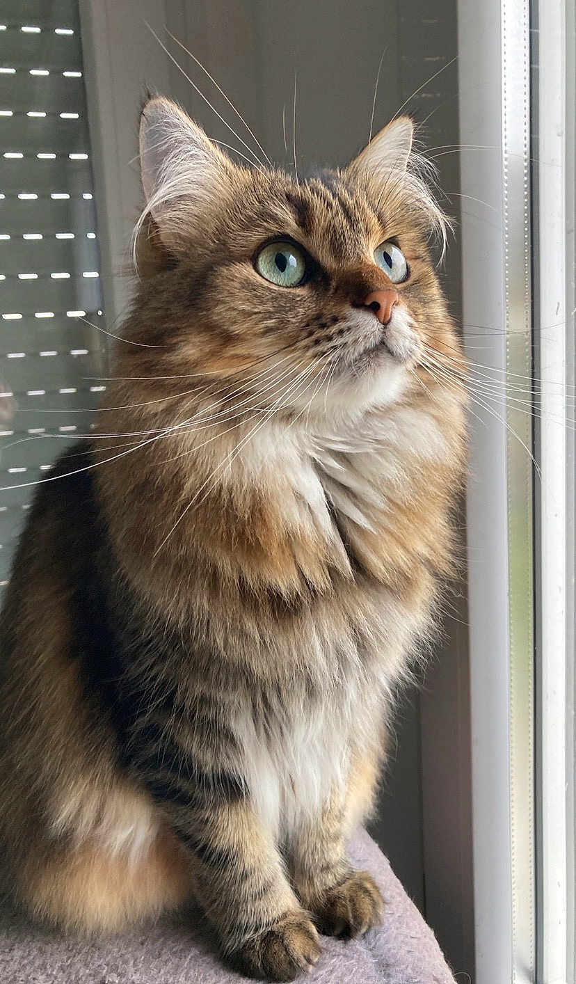Jade
