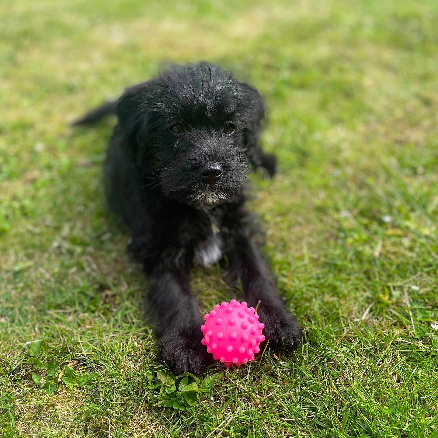 Rosie joined the competition — help win amazing prizes! animal, black_fur, close_up, cute, daylight, dog, front_paws, fur, grass, greenery, looking, lying_down, nature, outdoor, pet, pink_ball, playful, puppy, toy, young_dog