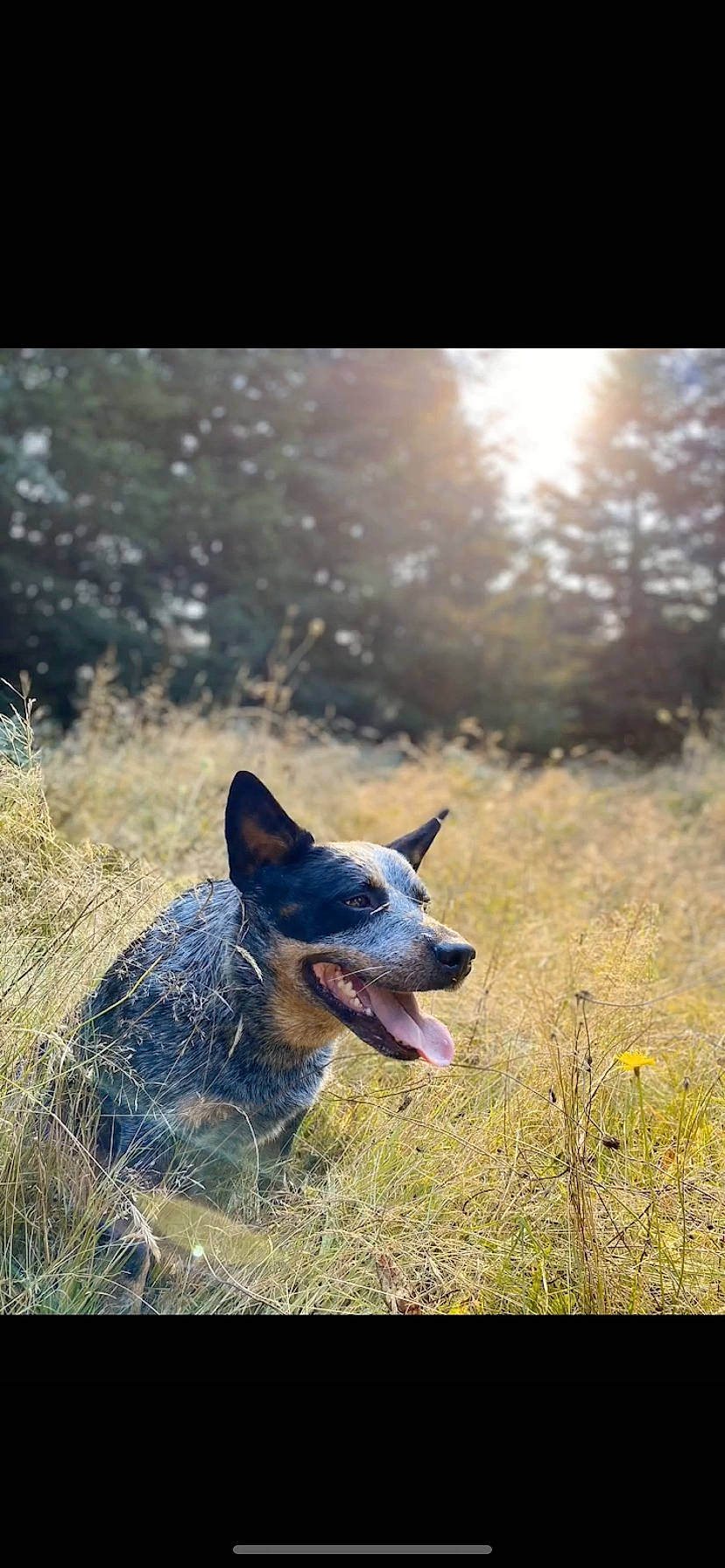 Fisher joined the competition — help win amazing prizes! australian_cattle_dog, carnivore, dog, dog_breed, electric_blue, grass, grassland, herding_dog, landscape, lens_flare, morning, natural_landscape, plant, sky, sunlight, terrestrial_animal, tree, wildlife, wood, working_dog