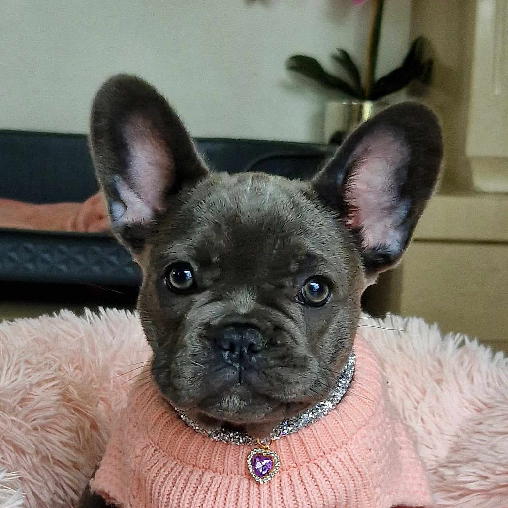 Panawi participe au concours pour gagner de l'argent avec cette photo : accessories, animal, boxer, bulldog, canine, dog, flower, flowerarrangement, frenchbulldog, geranium, jewelry, necklace, person, pet, petal, pitbull, plant, pottedplant, puppy, purple