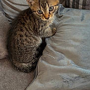 Tigger is registered to the contest to win money with this photo: kitten, tabby, cat, pet, animal, feline, indoor, couch, pillow, gray, soft, cute, young, fur, whiskers, ears, eyes, sitting, cozy, domestic