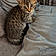 Tigger