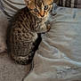 kitten, tabby, cat, pet, animal, feline, indoor, couch, pillow, gray, soft, cute, young, fur, whiskers, ears, eyes, sitting, cozy, domestic