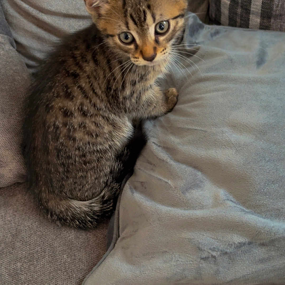 Tigger is registered to the contest to win money with this photo: animal, cat, couch, cozy, cute, domestic, ears, eyes, feline, fur, gray, indoor, kitten, pet, pillow, sitting, soft, tabby, whiskers, young