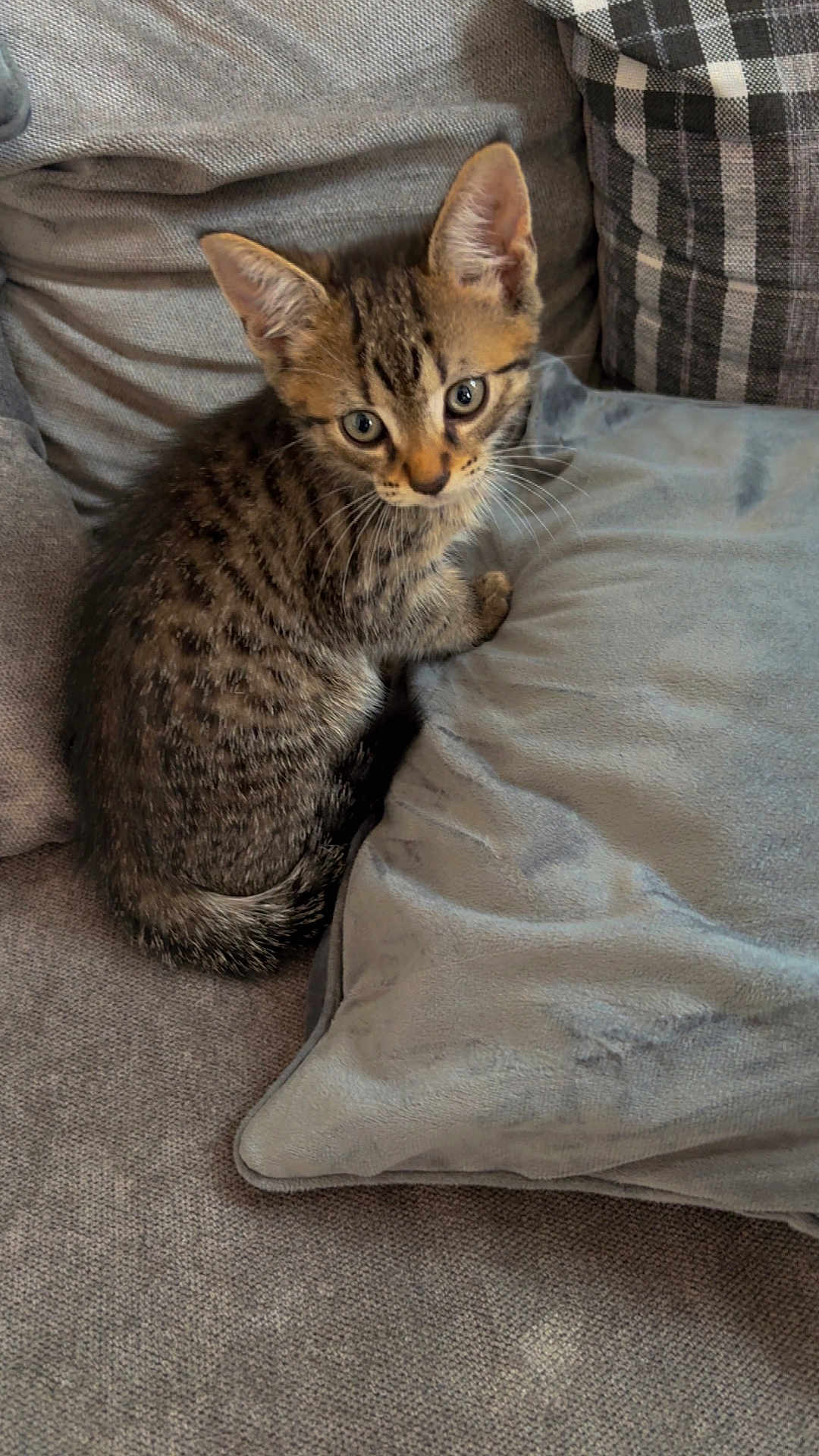 Tigger