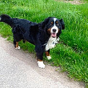 Caline participe au concours pour gagner de l'argent avec cette photo : dog, bernese_mountain_dog, black_fur, white_fur, brown_fur, grass, outdoor, path, happy, pet, canine, nature, animal, walking, friendly, tongue_out, greenery, summer, daylight, mammal