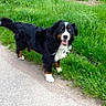 animal, bernese_mountain_dog, black_fur, brown_fur, canine, daylight, dog, friendly, grass, greenery, happy, mammal, nature, outdoor, path, pet, summer, tongue_out, walking, white_fur