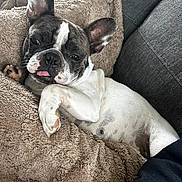 Peach participe au concours pour gagner de l'argent avec cette photo : french_bulldog, dog, pet, animal, canine, blanket, cozy, resting, tongue_out, ears_up, indoor, couch, relaxed, cute, fur, paw, sleepy, companion, domestic_animal, snuggled