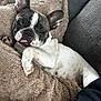 french_bulldog, dog, pet, animal, canine, blanket, cozy, resting, tongue_out, ears_up, indoor, couch, relaxed, cute, fur, paw, sleepy, companion, domestic_animal, snuggled