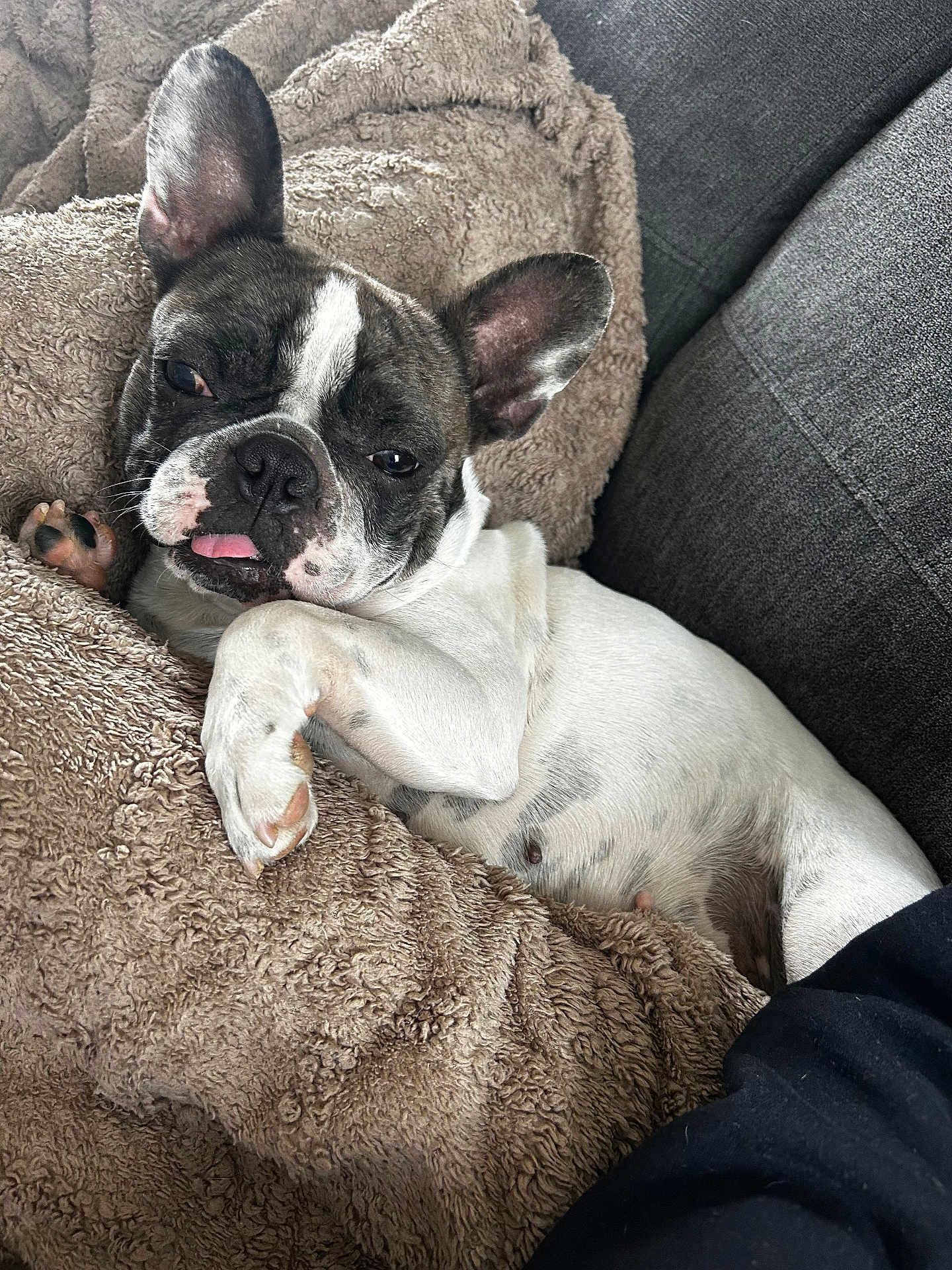 Peach participe au concours pour gagner de l'argent avec cette photo : french_bulldog, dog, pet, animal, canine, blanket, cozy, resting, tongue_out, ears_up, indoor, couch, relaxed, cute, fur, paw, sleepy, companion, domestic_animal, snuggled