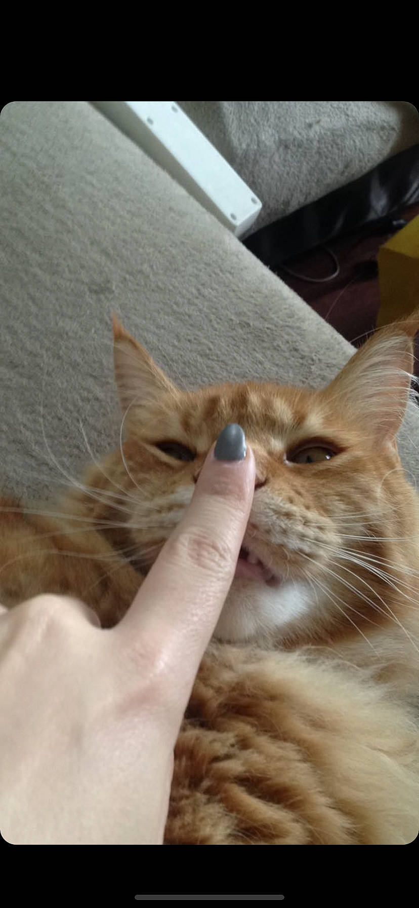 Lully participe au concours pour gagner de l'argent avec cette photo : aegean_cat, arabian_mau, asian, carnivore, cat, domestic_short_haired_cat, ear, european_shorthair, fawn, felidae, fur, gesture, kitten, mammal, polydactyl_cat, small_to_medium_sized_cats, snout, somali, tabby_cat, whiskers