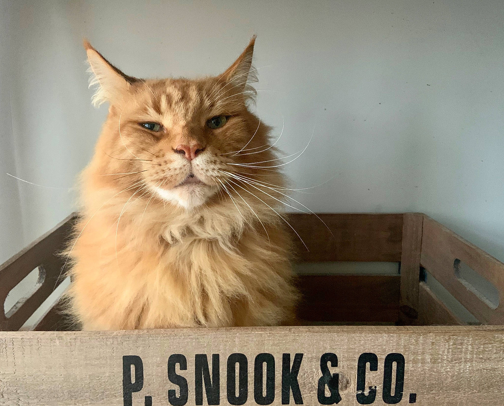 Lully a rejoint le concours — aidez-le/la à gagner de superbes lots ! aegean_cat, asian, asian_semi_longhair, british_semi_longhair, carnivore, cat, domestic_long_haired_cat, fawn, felidae, kitten, maine_coon, mammal, napoleon_cat, norwegian_forest_cat, photo_caption, ragamuffin, siberian, small_to_medium_sized_cats, tabby_cat, whiskers