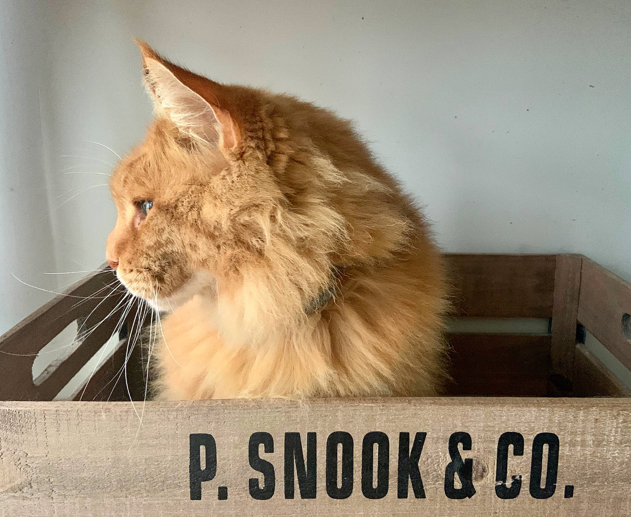 Lully participe au concours pour gagner de l'argent avec cette photo : carnivore, cat, domestic_long_haired_cat, fawn, felidae, fur, kitten, maine_coon, norwegian_forest_cat, photo_caption, ragamuffin, small_to_medium_sized_cats, somali, whiskers