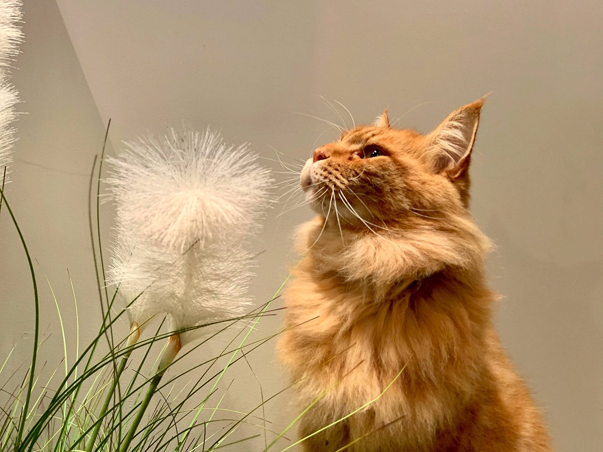 Lully participe au concours pour gagner de l'argent avec cette photo : asian_semi_longhair, british_longhair, british_semi_longhair, carnivore, cat, domestic_long_haired_cat, fawn, felidae, fur, kitten, maine_coon, mammal, norwegian_forest_cat, persian, plant, ragamuffin, siberian, small_to_medium_sized_cats, tail, whiskers
