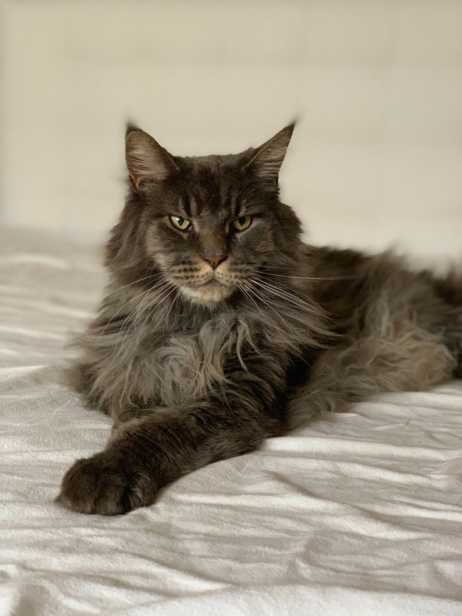 Louis Xiv participe au concours pour gagner de l'argent avec cette photo : asian_semi_longhair, black_and_white, british_semi_longhair, carnivore, cat, domestic_long_haired_cat, eye, felidae, fur, kitten, maine_coon, mammal, norwegian_forest_cat, ragamuffin, siberian, small_to_medium_sized_cats, tabby_cat, vertebrate, whiskers, wild_cat