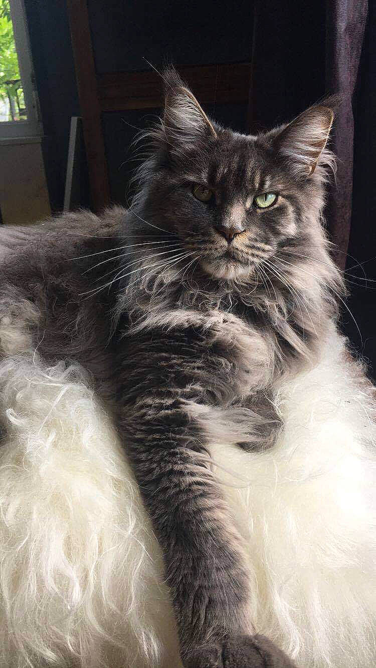 Louis Xiv participe au concours pour gagner de l'argent avec cette photo : asian_semi_longhair, british_longhair, british_semi_longhair, carnivore, cat, domestic_long_haired_cat, felidae, kitten, maine_coon, mammal, norwegian_forest_cat, ragamuffin, siberian, small_to_medium_sized_cats, turkish_angora, vertebrate, whiskers