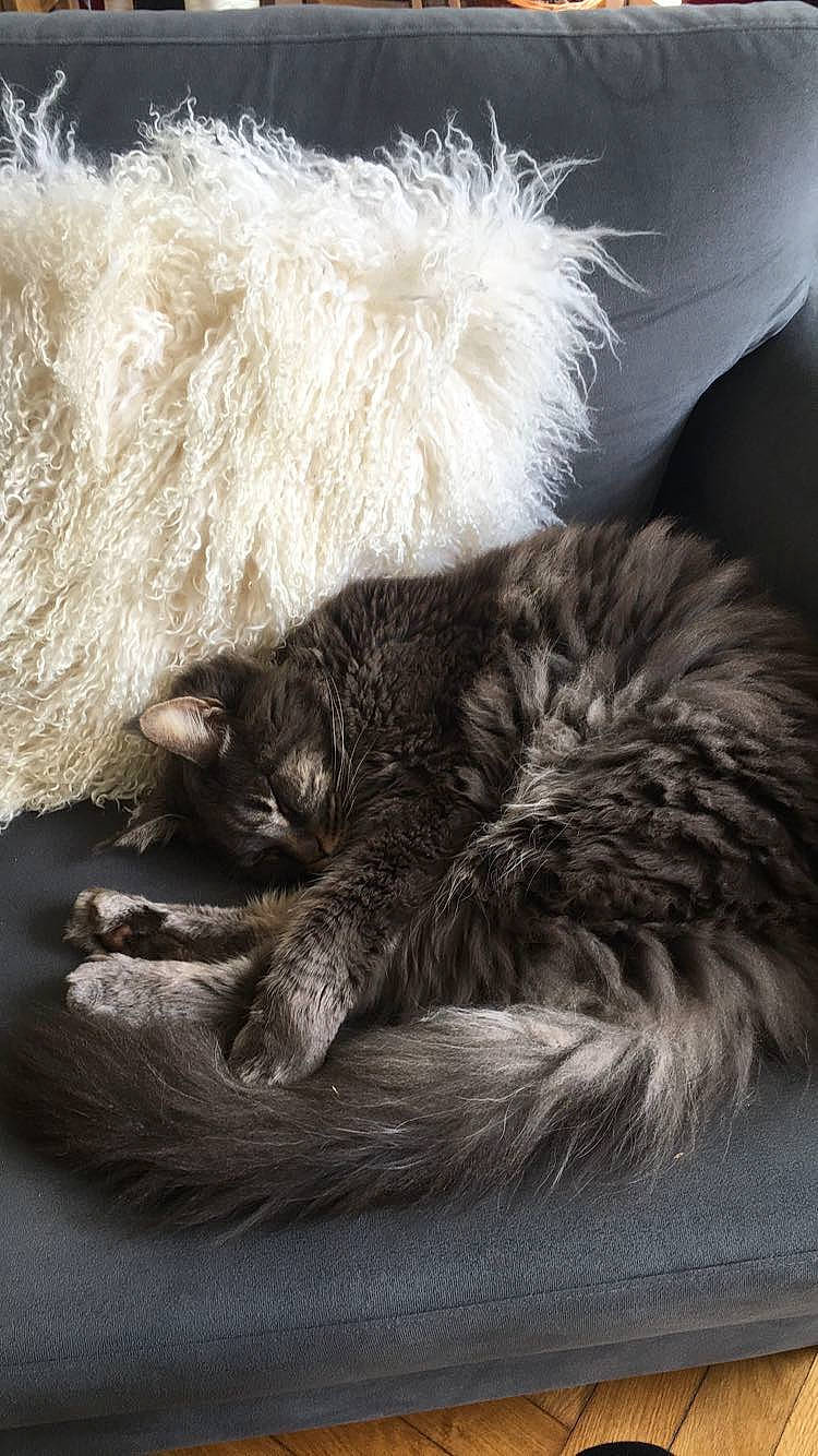 Louis Xiv a rejoint le concours — aidez-le/la à gagner de superbes lots ! british_longhair, british_semi_longhair, carnivore, cat, claw, comfort, domestic_long_haired_cat, felidae, fur, kitten, maine_coon, nap, nebelung, norwegian_forest_cat, paw, selkirk_rex, sleep, small_to_medium_sized_cats, tail, whiskers