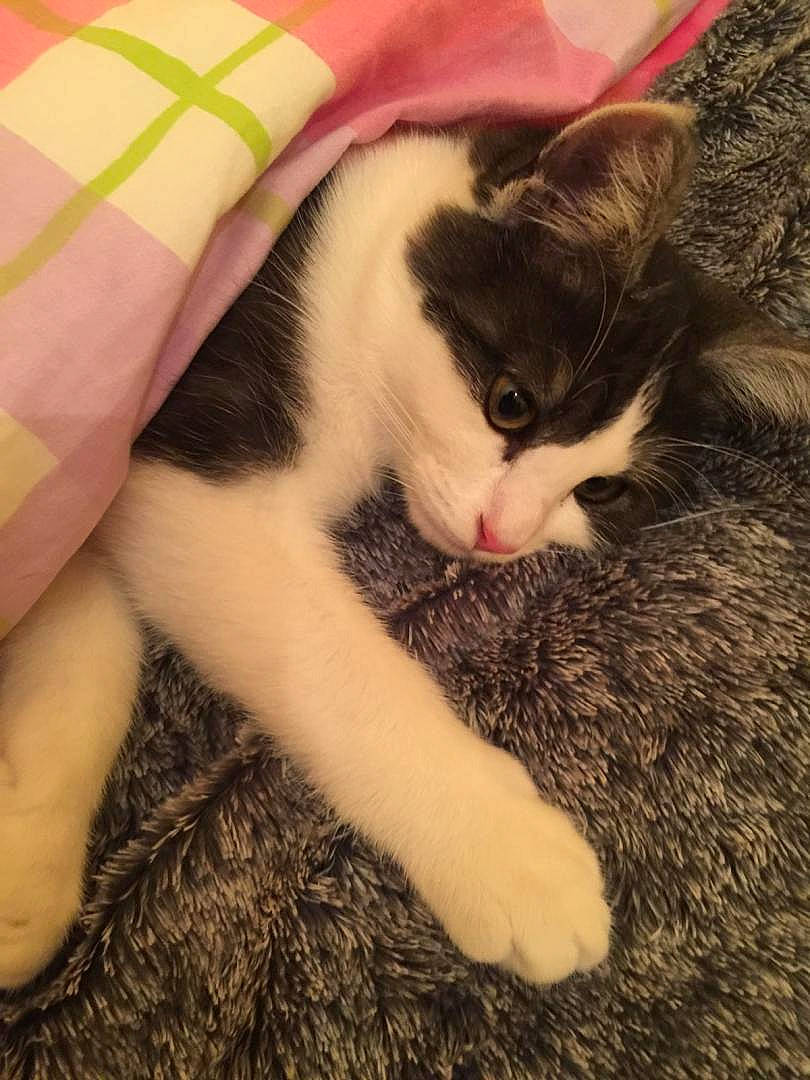 Léo a rejoint le concours — aidez-le/la à gagner de superbes lots ! carnivore, cat, domestic_short_haired_cat, fawn, felidae, fur, kitten, paw, polydactyl_cat, skin, small_to_medium_sized_cats, snout, tail, whiskers