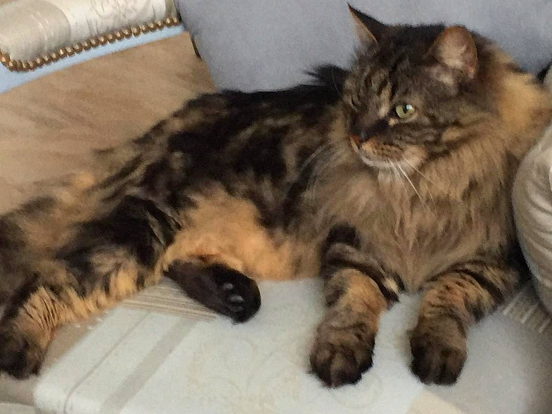 Cézanne participe au concours pour gagner de l'argent avec cette photo : asian, asian_semi_longhair, british_semi_longhair, carnivore, cat, domestic_long_haired_cat, dragon_li, european_shorthair, felidae, fur, kurilian_bobtail, maine_coon, mammal, norwegian_forest_cat, pixie_bob, siberian, small_to_medium_sized_cats, tabby_cat, vertebrate, whiskers