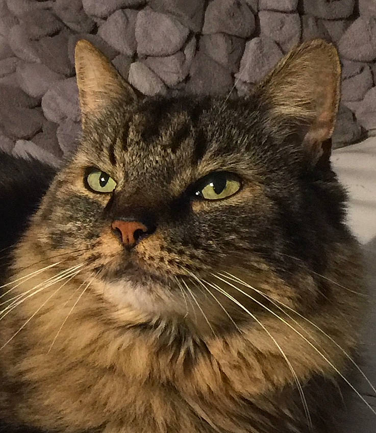 Cézanne a rejoint le concours — aidez-le/la à gagner de superbes lots ! asian, asian_semi_longhair, british_semi_longhair, carnivore, cat, domestic_long_haired_cat, domestic_short_haired_cat, european_shorthair, eye, felidae, maine_coon, mammal, norwegian_forest_cat, siberian, small_to_medium_sized_cats, snout, tabby_cat, vertebrate, whiskers, wild_cat