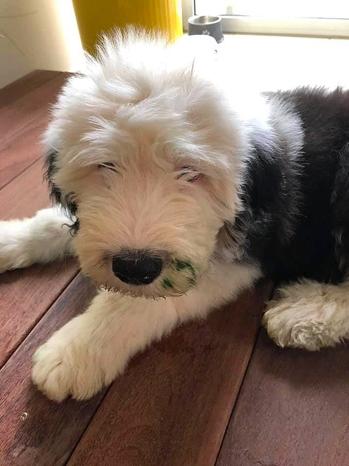 Pollux a rejoint le concours — aidez-le/la à gagner de superbes lots ! bearded_collie, briquet_griffon_vendeen, canidae, carnivore, companion_dog, dog, dog_breed, goldendoodle, mammal, old_english_sheepdog, petit_basset_griffon_vendeen, puppy, rare_breed_dog, sapsali, sporting_group, sporting_lucas_terrier, terrier, tibetan_terrier, vertebrate, working_dog