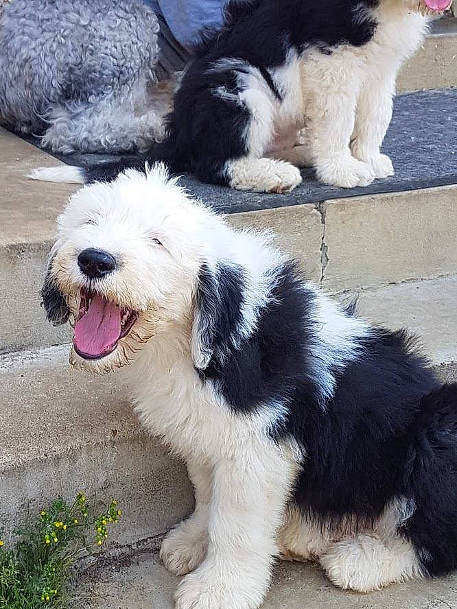 Pollux a rejoint le concours — aidez-le/la à gagner de superbes lots ! briquet_griffon_vendeen, canidae, carnivore, companion_dog, dog, dog_breed, herding_dog, kyi_leo, landseer, mammal, old_english_sheepdog, petit_basset_griffon_vendeen, polish_lowland_sheepdog, rare_breed_dog, romanian_mioritic_shepherd_dog, sapsali, sporting_group, tibetan_terrier, vertebrate, working_dog