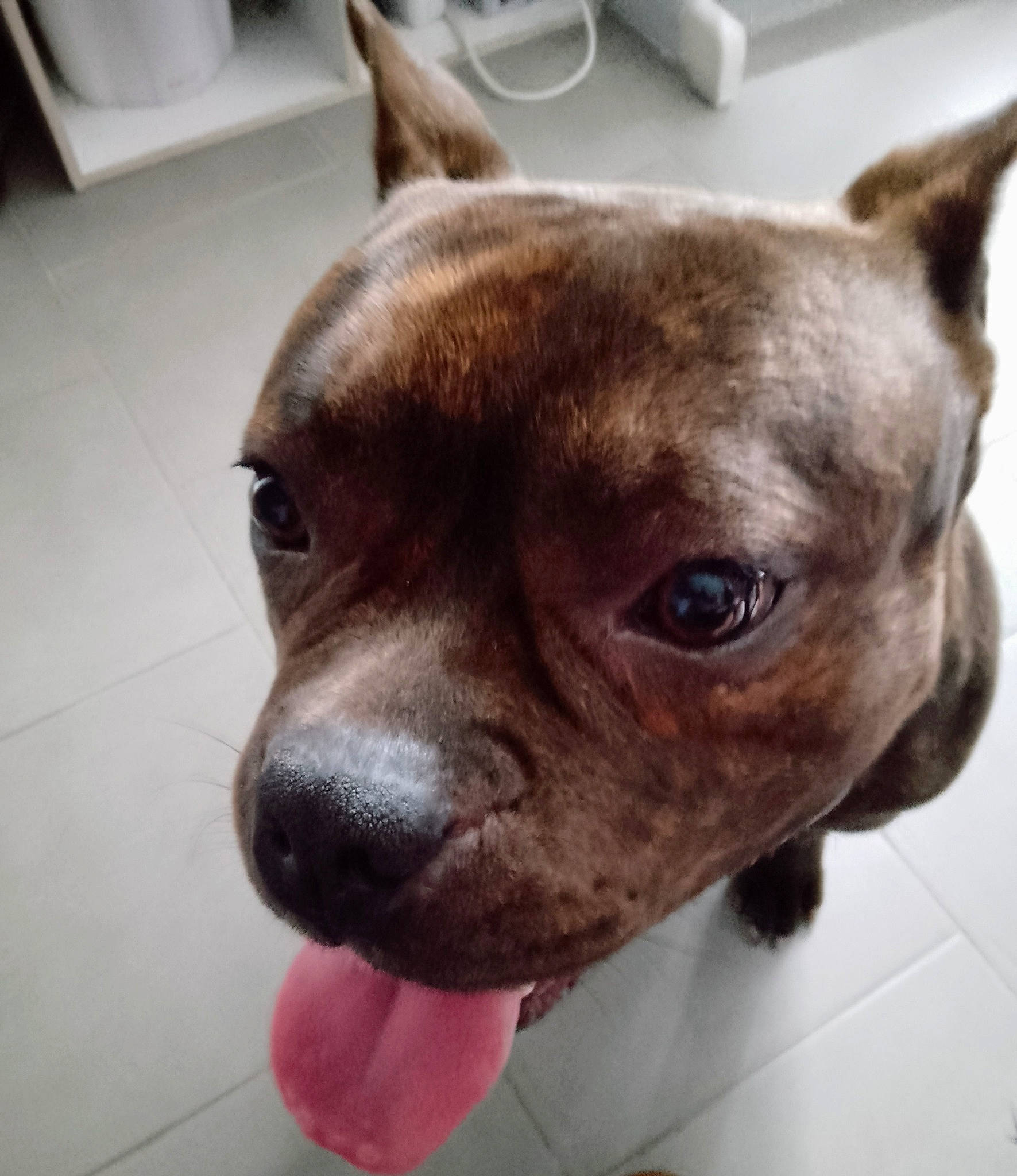 Ruben a rejoint le concours — aidez-le/la à gagner de superbes lots ! canidae, carnivore, collar, companion_dog, dog, dog_breed, dog_collar, ear, fawn, fur, guard_dog, liver, pet_supply, serveware, snout, sporting_group, terrestrial_animal, whiskers, window, working_animal