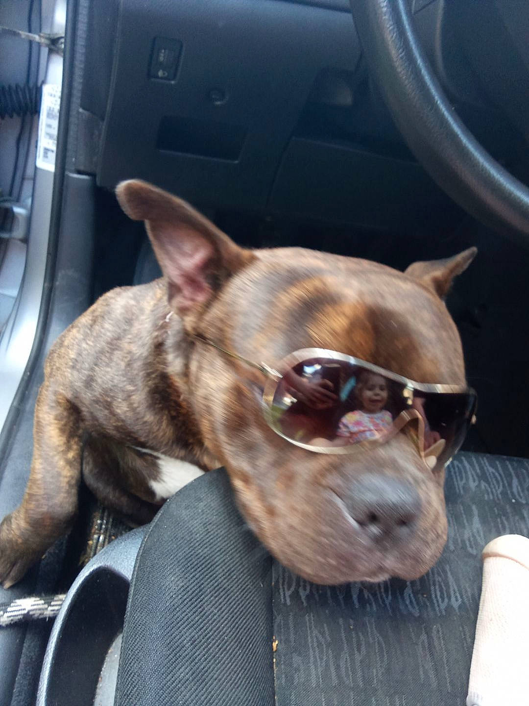 Ruben a rejoint le concours — aidez-le/la à gagner de superbes lots ! canidae, carnivore, collar, companion_dog, dog, dog_breed, dog_collar, ear, eyewear, fawn, jaw, liver, non_sporting_group, snout, sporting_group, sunglasses, toy_dog, whiskers, windshield, working_animal