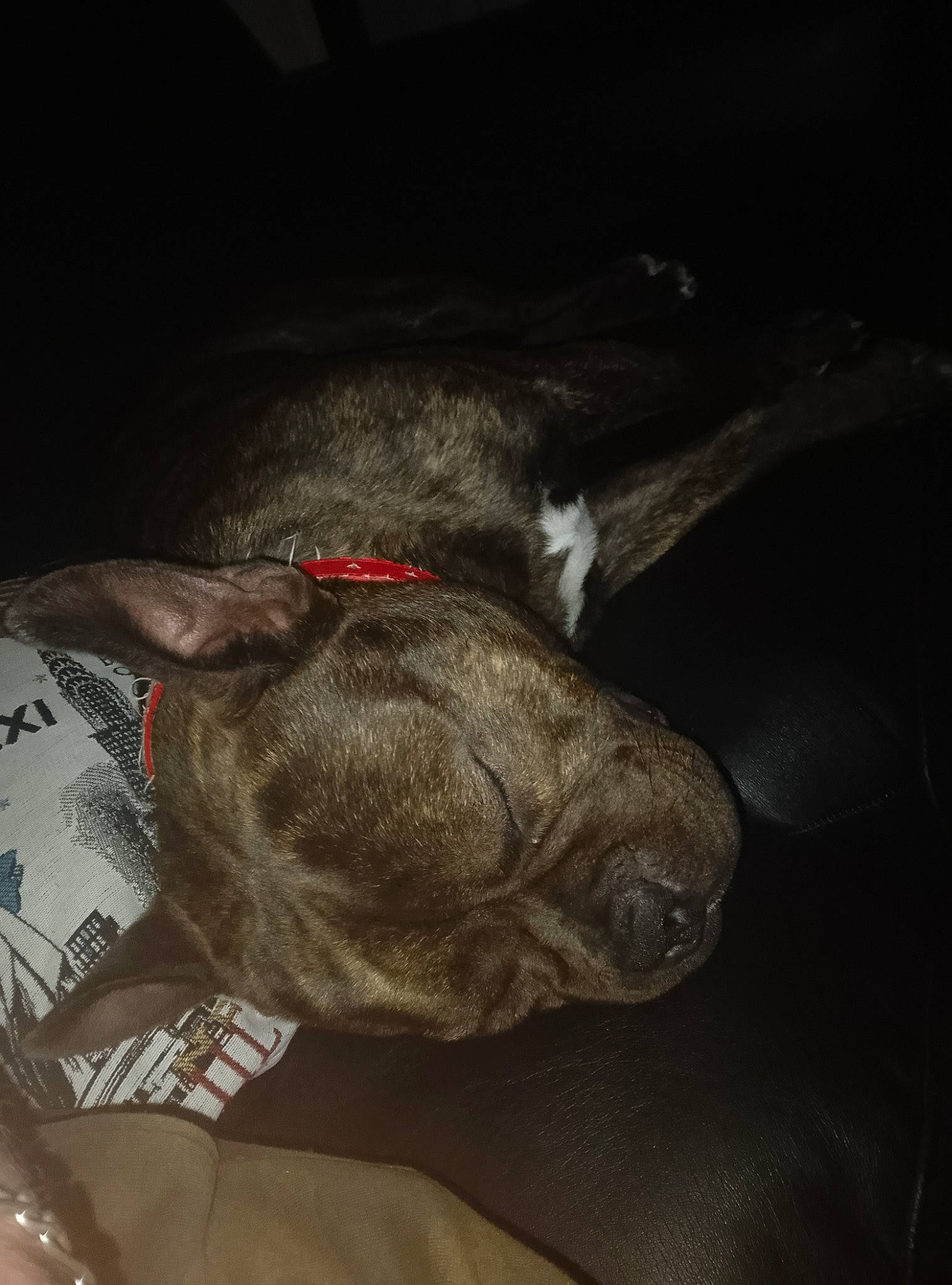 Ruben a rejoint le concours — aidez-le/la à gagner de superbes lots ! canidae, carnivore, collar, comfort, darkness, dog, dog_breed, ear, fawn, fur, grey, liver, nap, natural_material, sleep, snout, sporting_group, tail, whiskers, working_animal