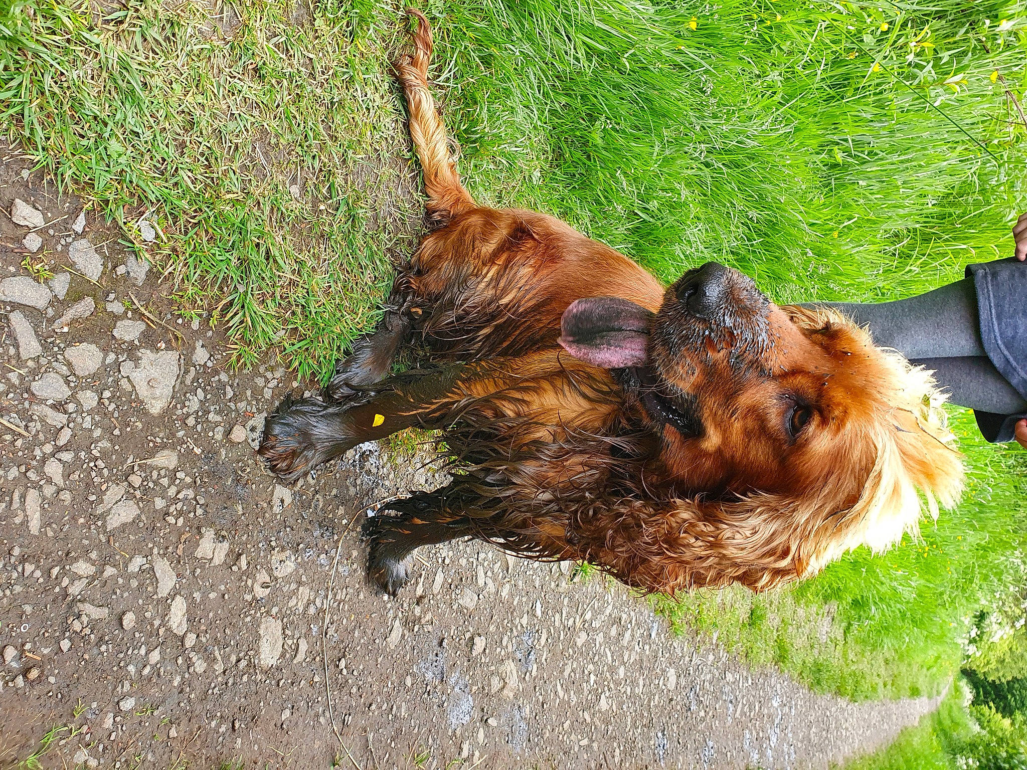 Kusto is registered to the contest to win money with this photo: briard, canidae, carnivore, dog, dog_breed, fawn, liver, sporting_group, terrier