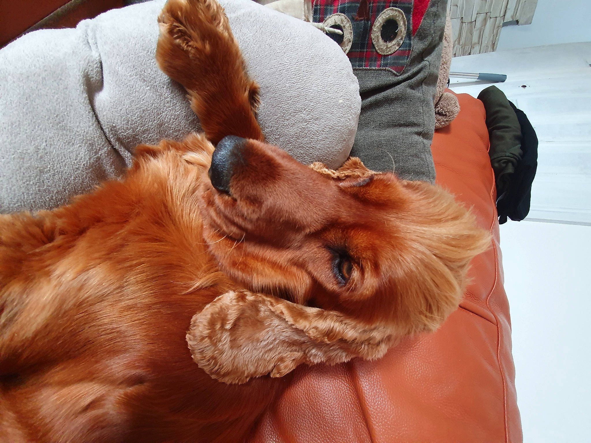 Kusto is registered to the contest to win money with this photo: canidae, carnivore, companion_dog, dog, dog_breed, ear, finnish_spitz, fur, irish_setter, liver, puppy_love, setter, snout, sporting_group