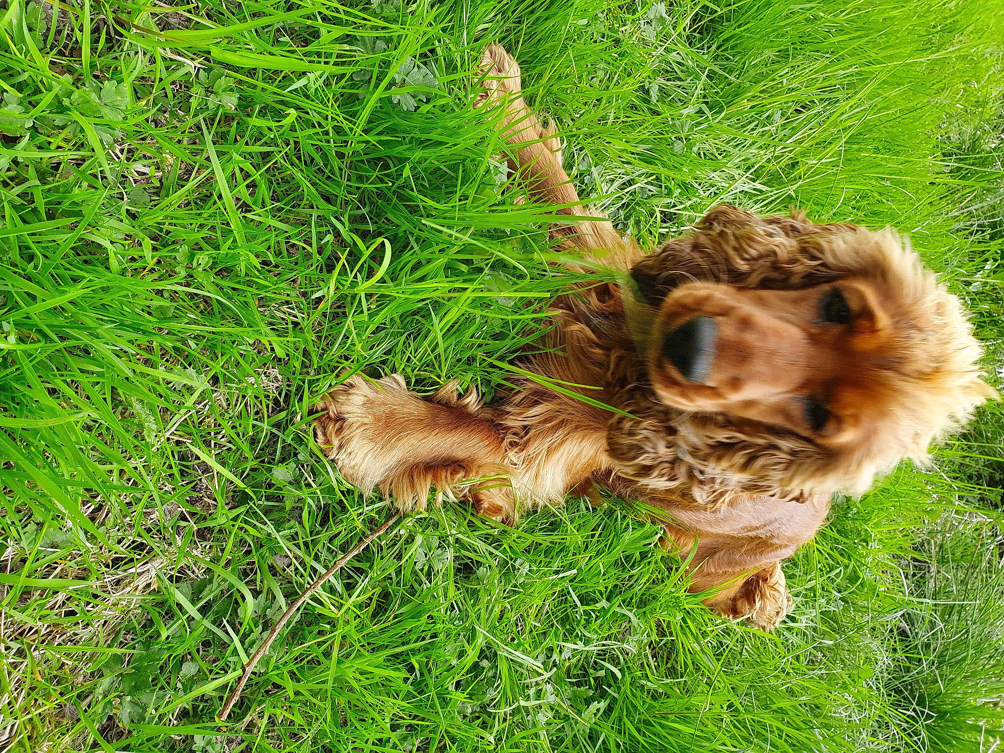 Kusto joined the competition — help win amazing prizes! american_cocker_spaniel, canidae, carnivore, cocker_spaniel, companion_dog, dog, dog_breed, english_cocker_spaniel, fawn, grass, grass_family, plant, spaniel, sporting_group